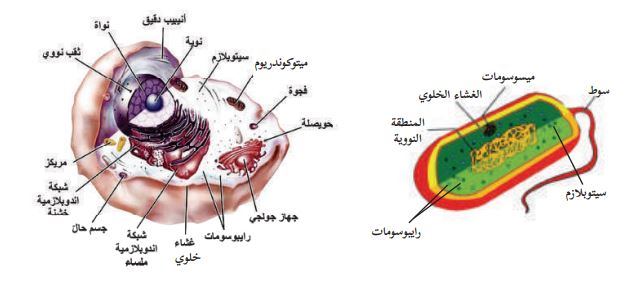 تكوين واختلافات الخلية الحية الحقيقية النواة والخلية الحية بدائية النواة