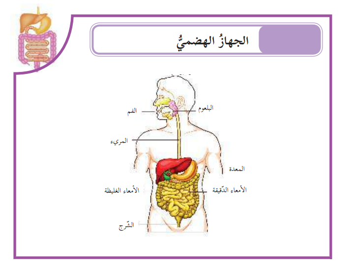الجهاز الهضمي في جسم الانسان، اقسامه ووظائفها